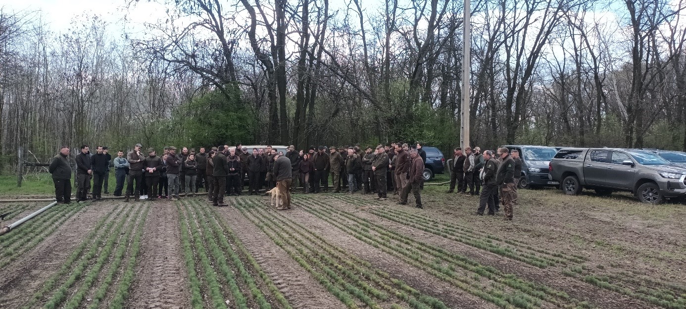 Fenyő erdősítések jelene és jövője Fenyő erdősítések jelene és jövője